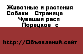 Животные и растения Собаки - Страница 22 . Чувашия респ.,Порецкое. с.